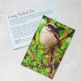 Shark_Alley_Long_Tailed_Tit_massive