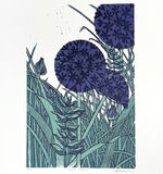 Giant Alliums 3