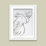 Black Cockatoo - Monoprint