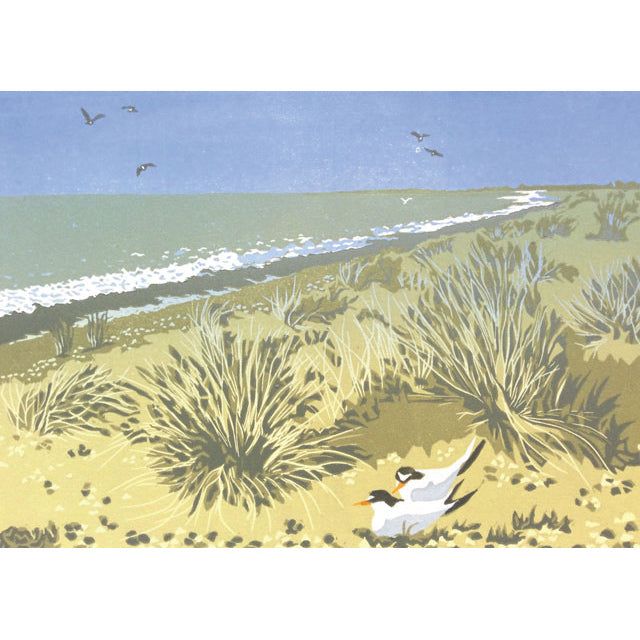 Anne Toenshend, Little Terns Nesting, Fine Art Greeting card