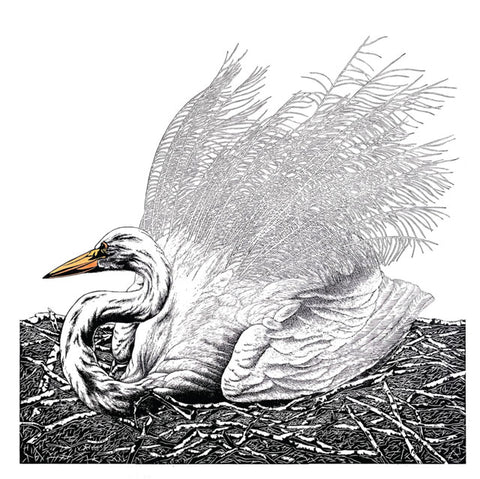 Vida Pearson, Breeding Beauty - Egret, Blank Art Card